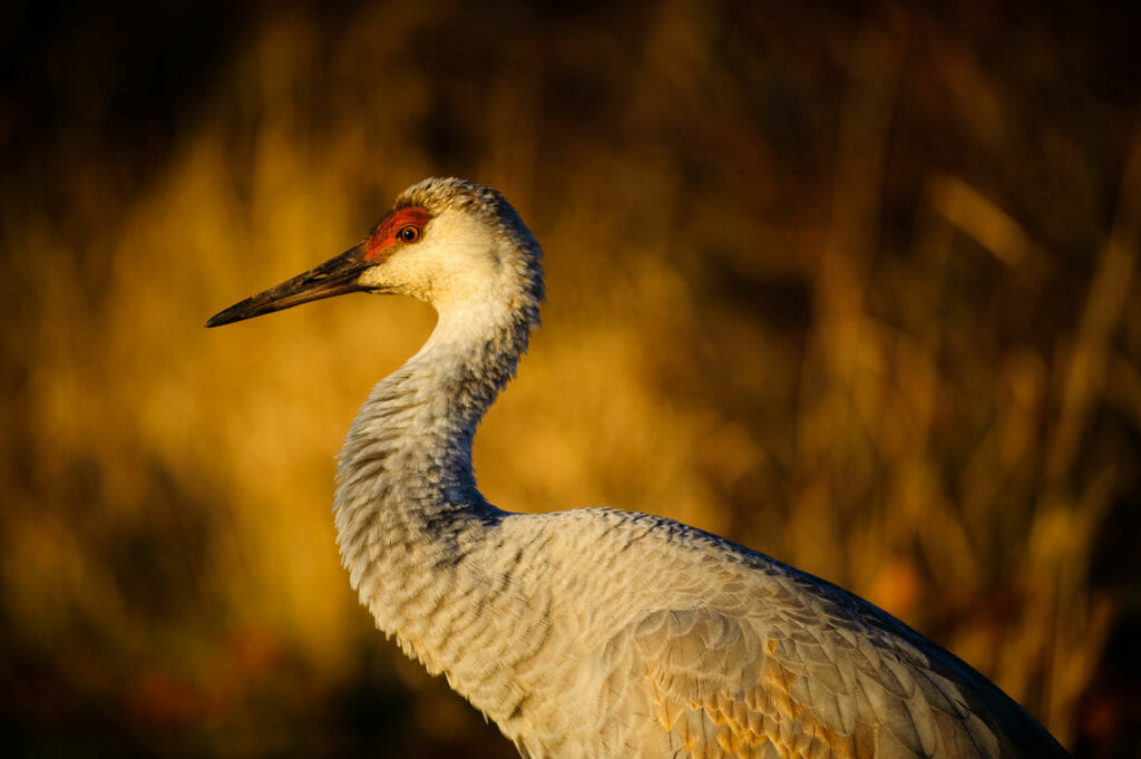 Crane and Heron Mind of Dan