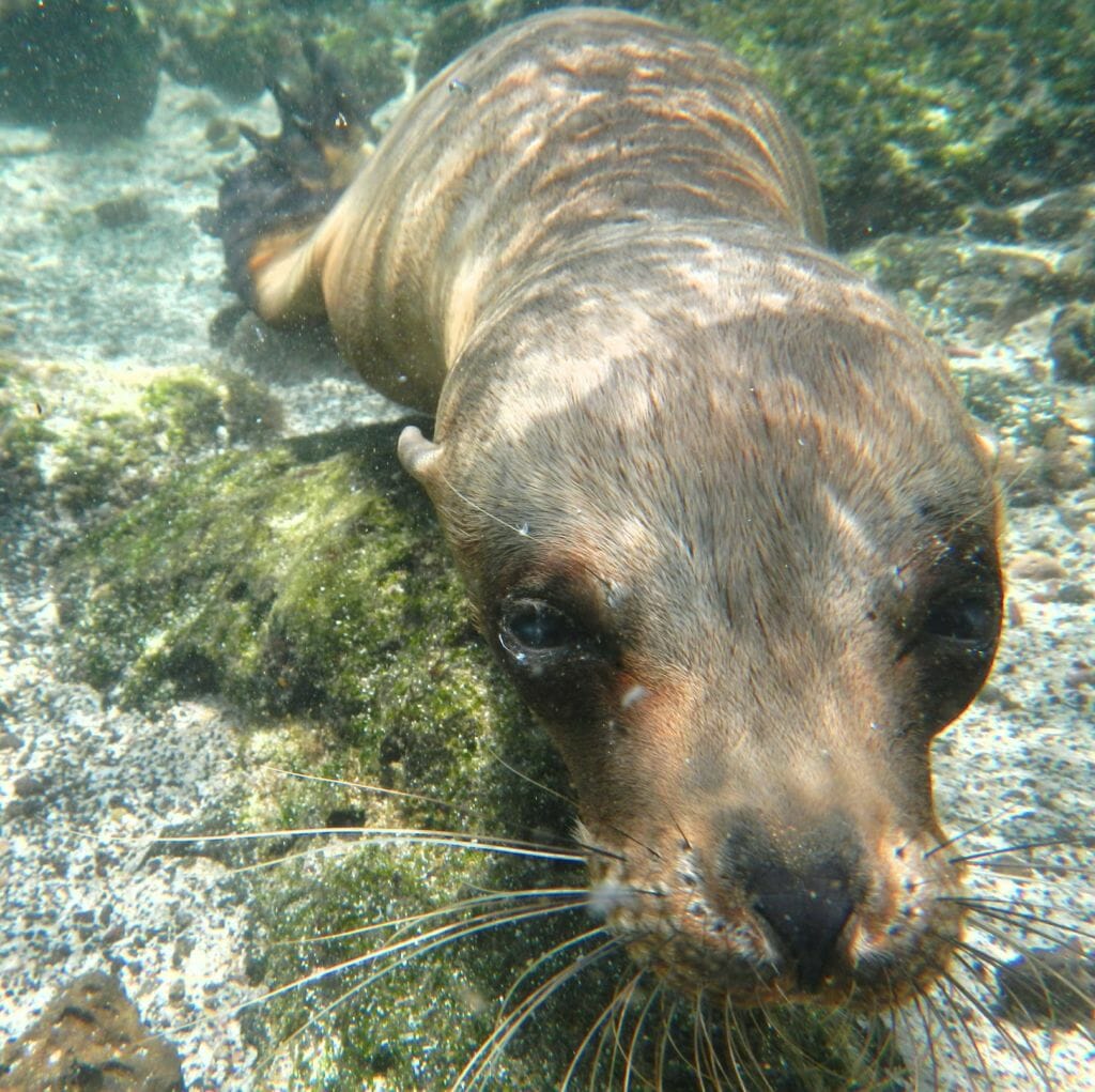 This curious sea lion was very interested in the little blue box (camera) I was holding